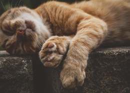 muede rote Katze pixabay klein