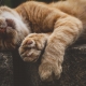 muede rote Katze pixabay klein
