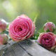 rosenblaetter